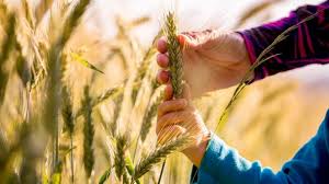 La sostenibilità delle produzioni agricole: quale opportunità per la formazione tecnica del Veneto Orientale.