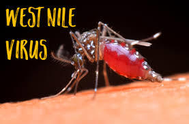 Sorveglianza e prevenzione dell'infestazione da Virus West Nile